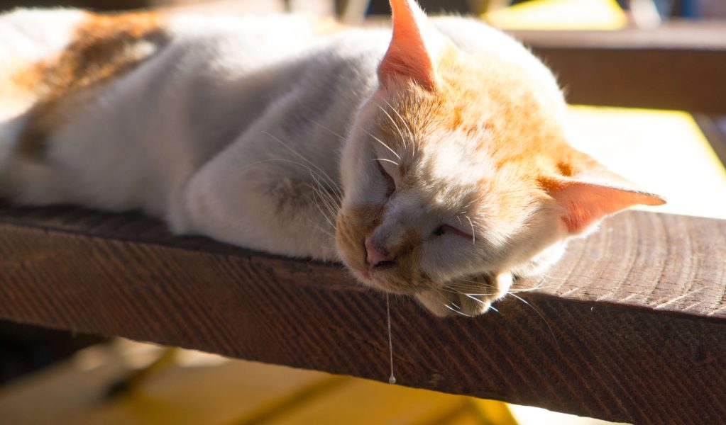 Meine Katze sabbert was steckt dahinter? Cat’s Best