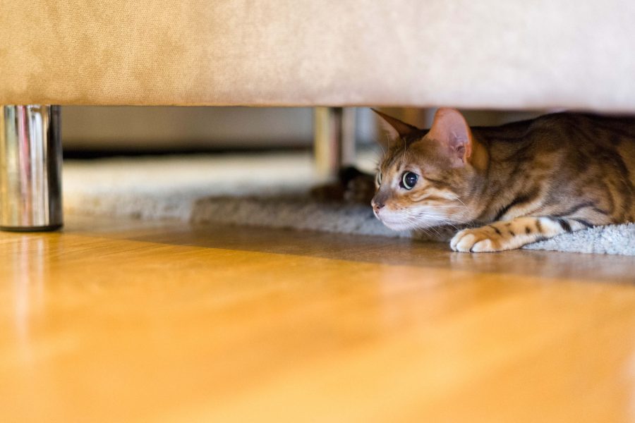 Tipps für den Umzug mit Katze Cat’s Best