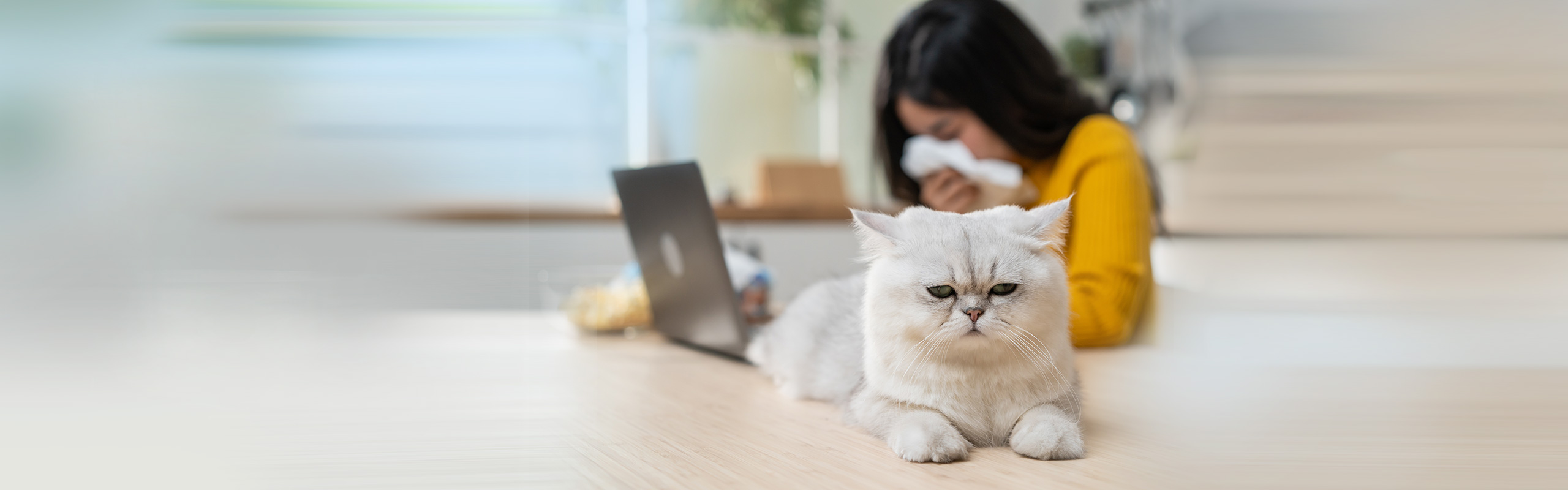 Cats for allergy sufferers Cat’s Best