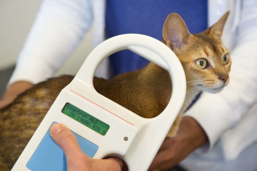 So kannst Du Deine Katze chippen lassen Cat’s Best