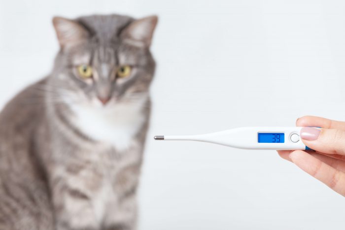 Meine Katze Hat Durchfall Und Macht überall Hin Katze hat Durchfall, was tun? – Ursachen und Behandlung | Cat’s Best