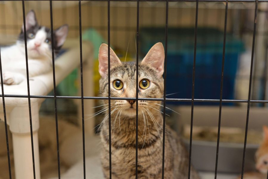 Katze abgeben so gehst Du am besten vor Cat’s Best