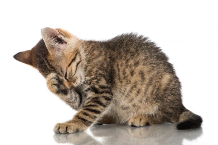 Katzenflöhe erkennen, behandeln und vorbeugen | Cat’s Best
