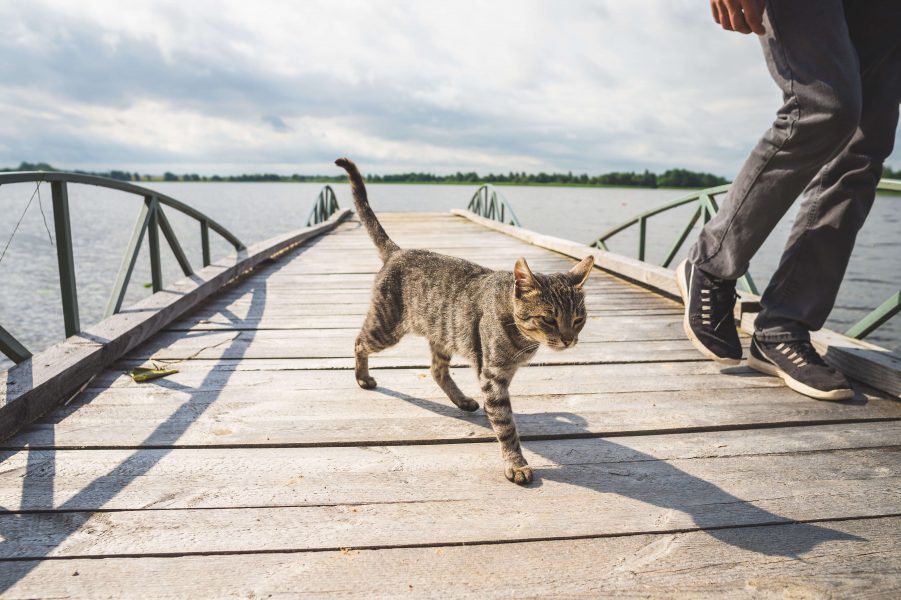 Sollte man Katzengeschirr und Katzenleine verwenden? Cat’s Best