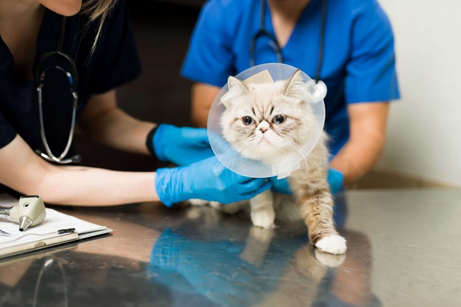 Die Katze kastrieren lassen Cat’s Best