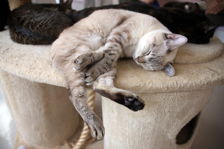 Katzenschlafplatz und Schlafposition – den Schlaf der Katze verstehen