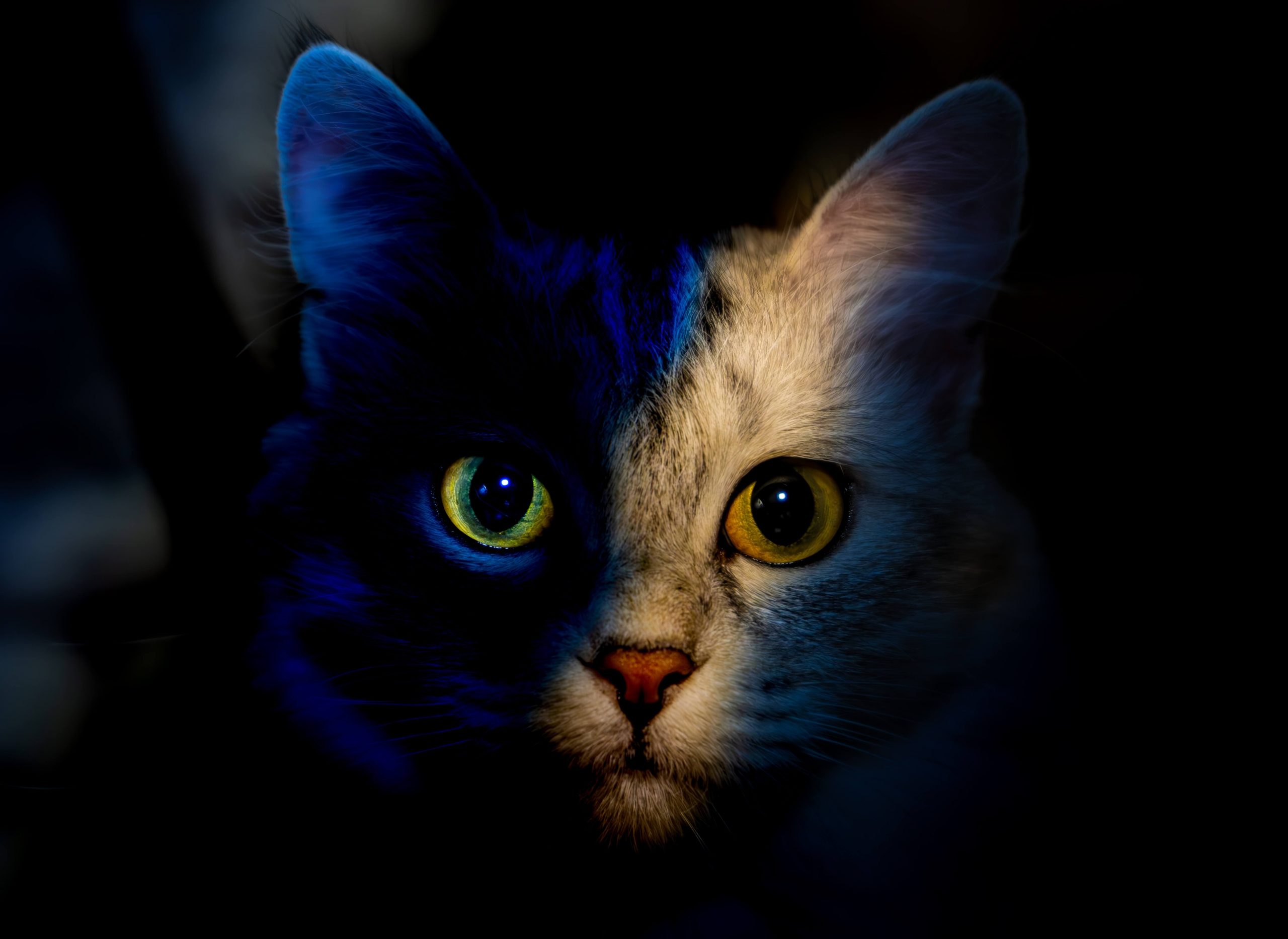 Was Machen Katzen Eigentlich Wenn Sie Draußen Sind Nachtaktive Katzen – was machen Katzen nachts draußen? | Cat’s Best