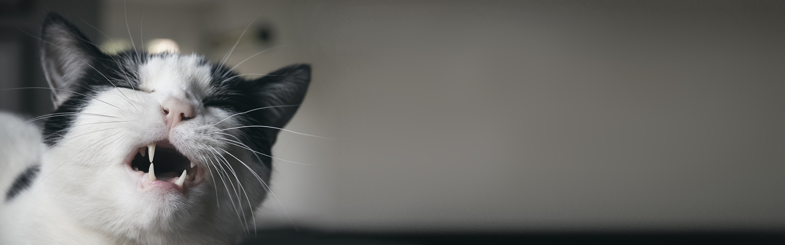 Katze miaut nachts Ursachen und Lösungen Cat’s Best