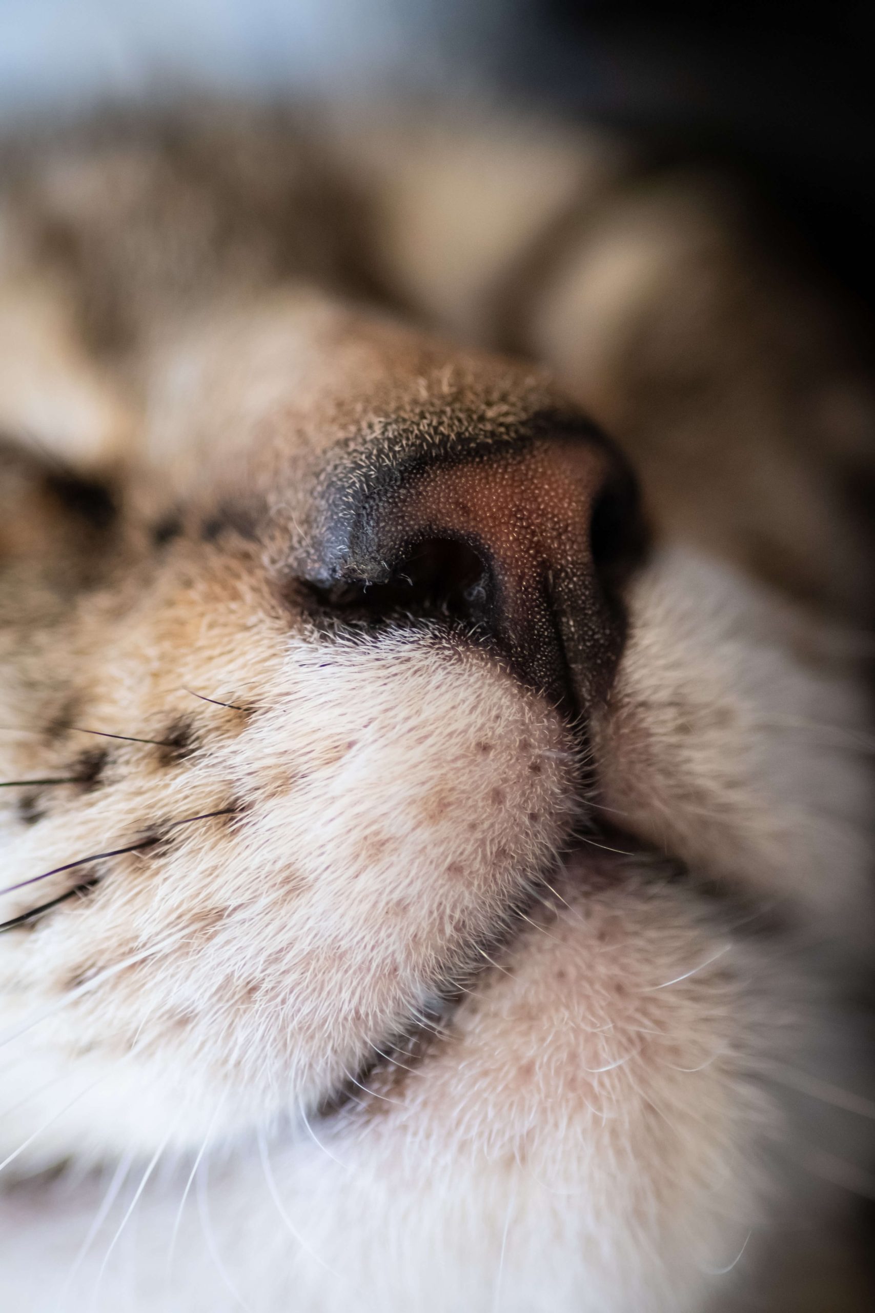 Die Schnurrhaare der Katzen Cat’s Best