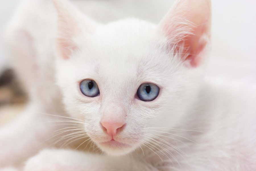 Manee Khao Manee | Cat’s Best