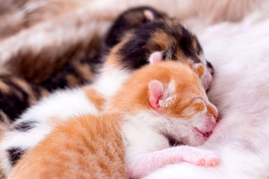 Woran Merke Ich Das Meine Katze Schwanger Ist Schwangere Katze: Alle Infos zu Anzeichen, Verlauf und Geburt | Cat’s Best