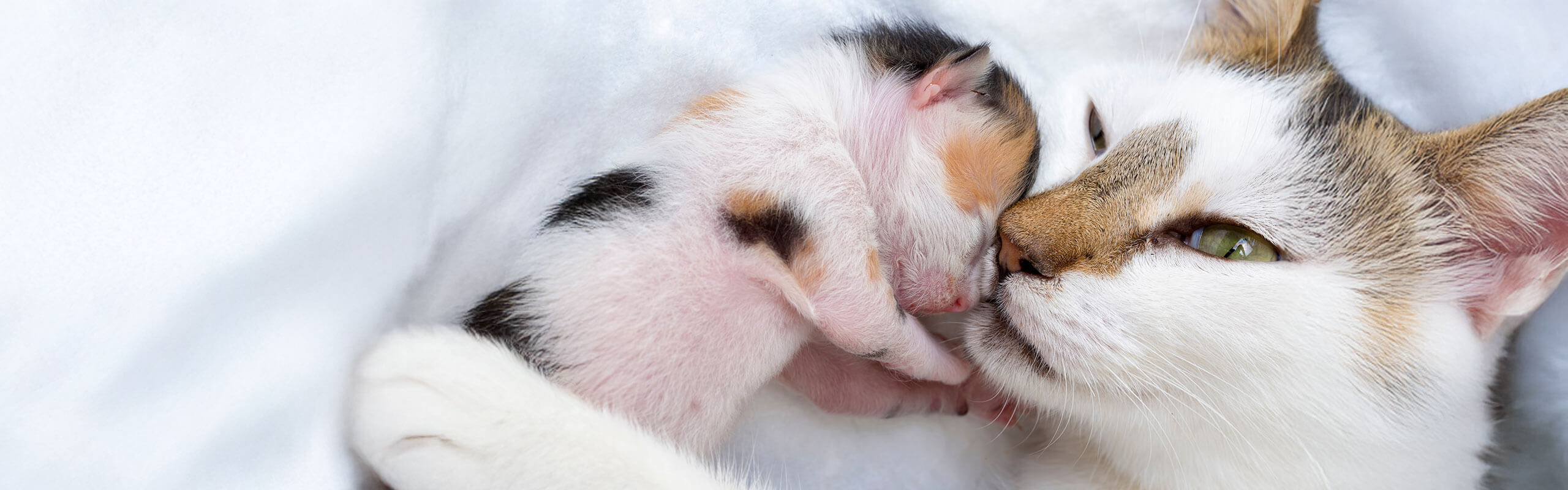können katzen sich selbst befriedigen MEINE KATZE IST SÜCHTIG NACH WATTESTÄBCHEN!! || Itsmisabell main image 1