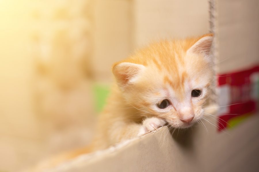 Katze abgeben so gehst Du am besten vor Cat’s Best