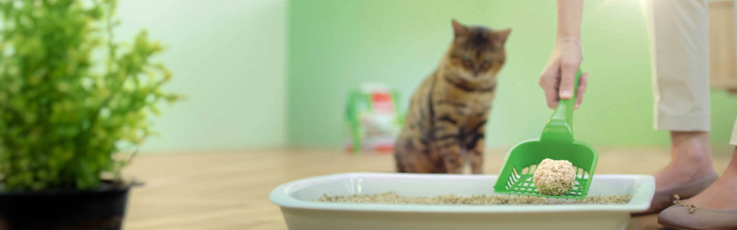 Katzenstreu richtig so geht´s! Cat’s Best