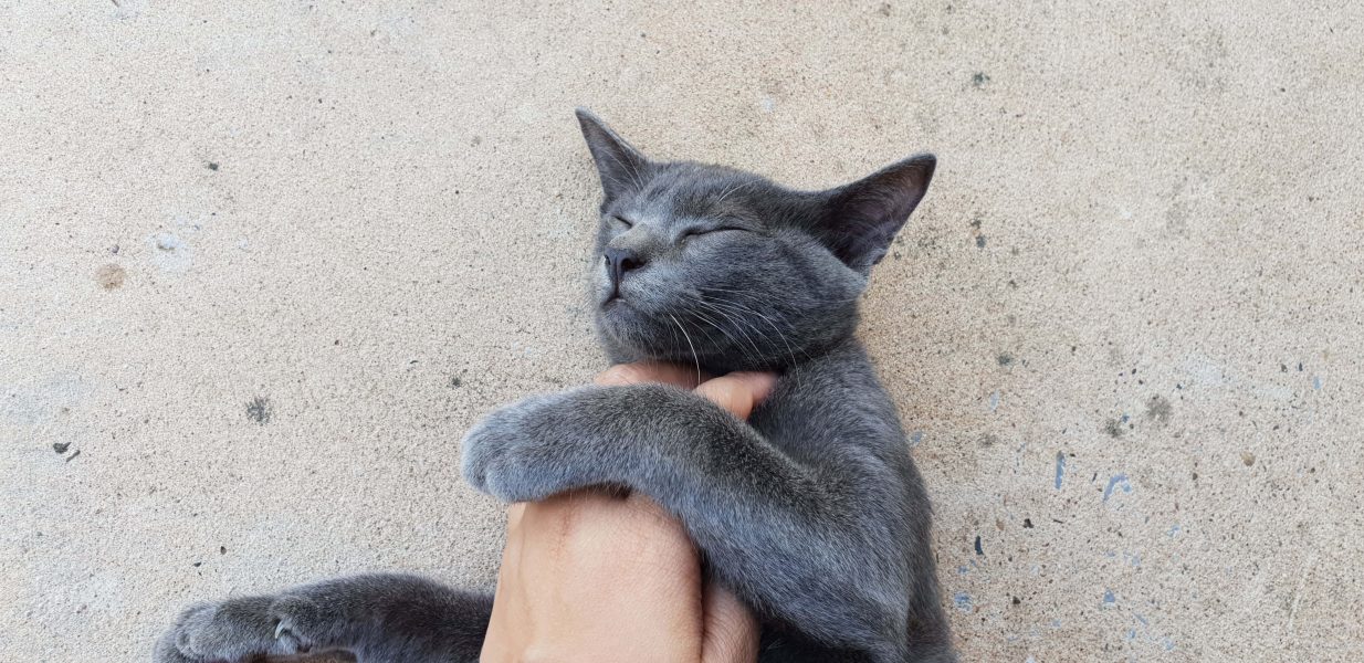 Korat Cat’s Best