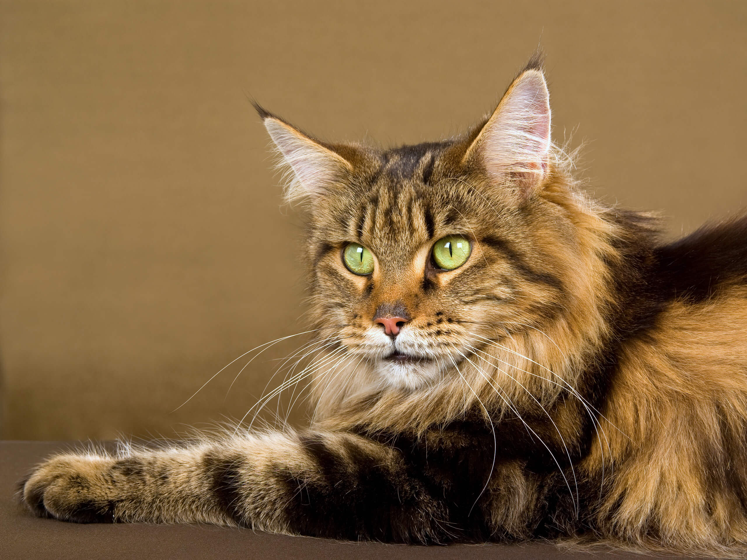 Maine Coon - Maine Coon 1