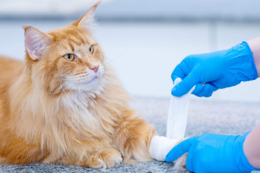 Katzenbiss was tun, wenn die Katze beißt Cat’s Best