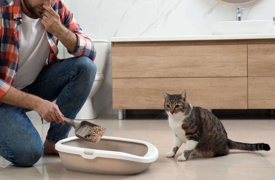 Katzenstreu richtig so geht´s! Cat’s Best