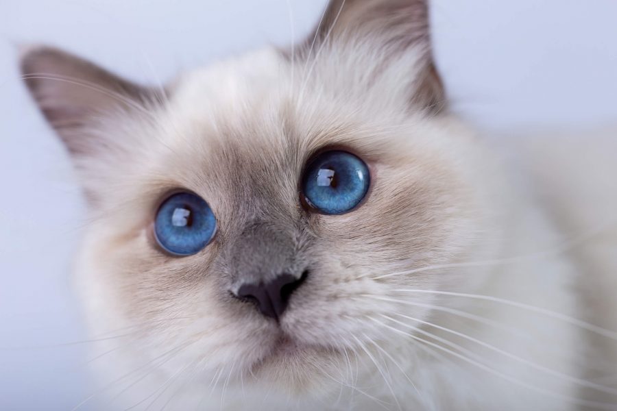 Heilige Birma | Cat’s Best