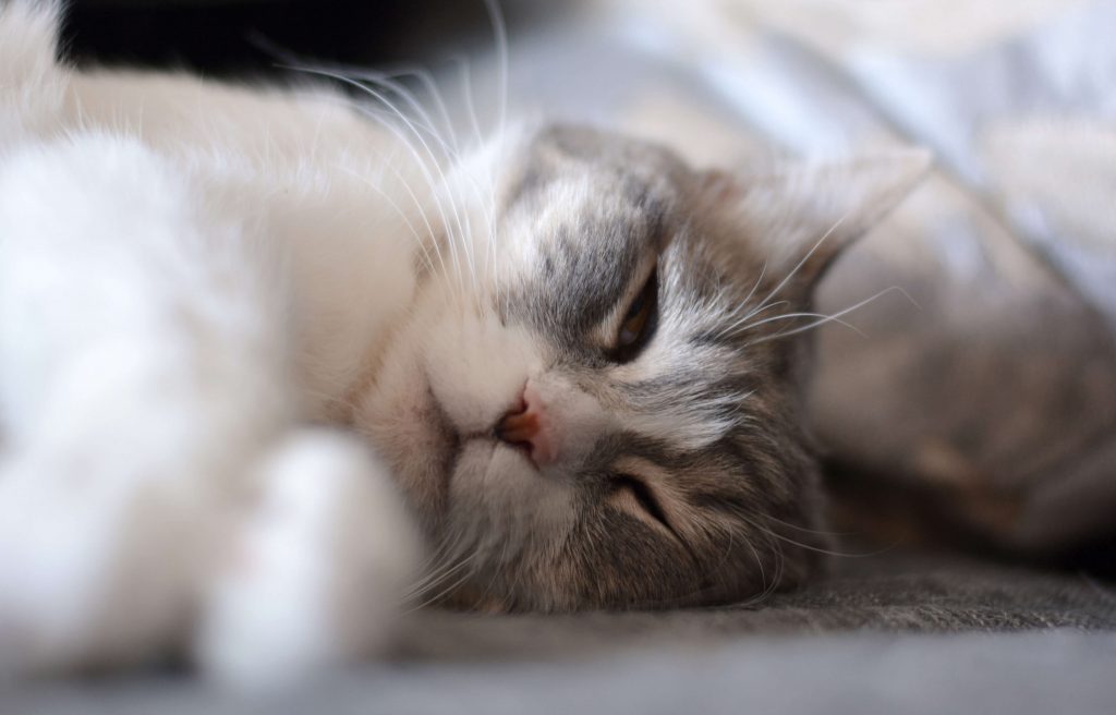 Schlafende Katze als ruhiges Symbol für Abschied, Nähe und letzte gemeinsame Zeit