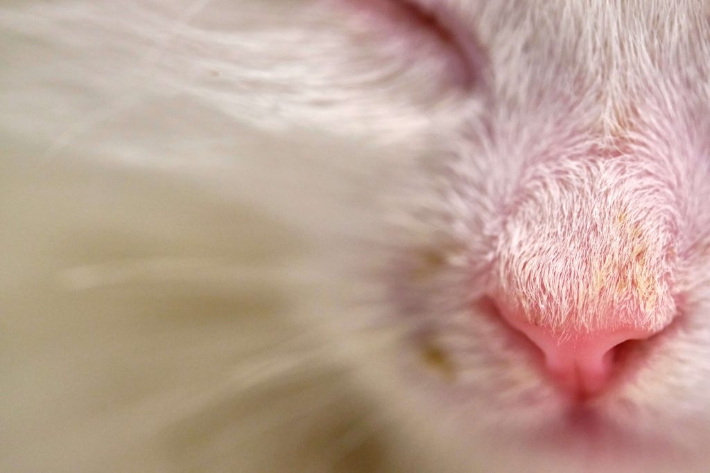 Nahaufnahme der Nase einer weißen Katze – Symbol für gereizte Nasenschleimhaut bei Erkältung

