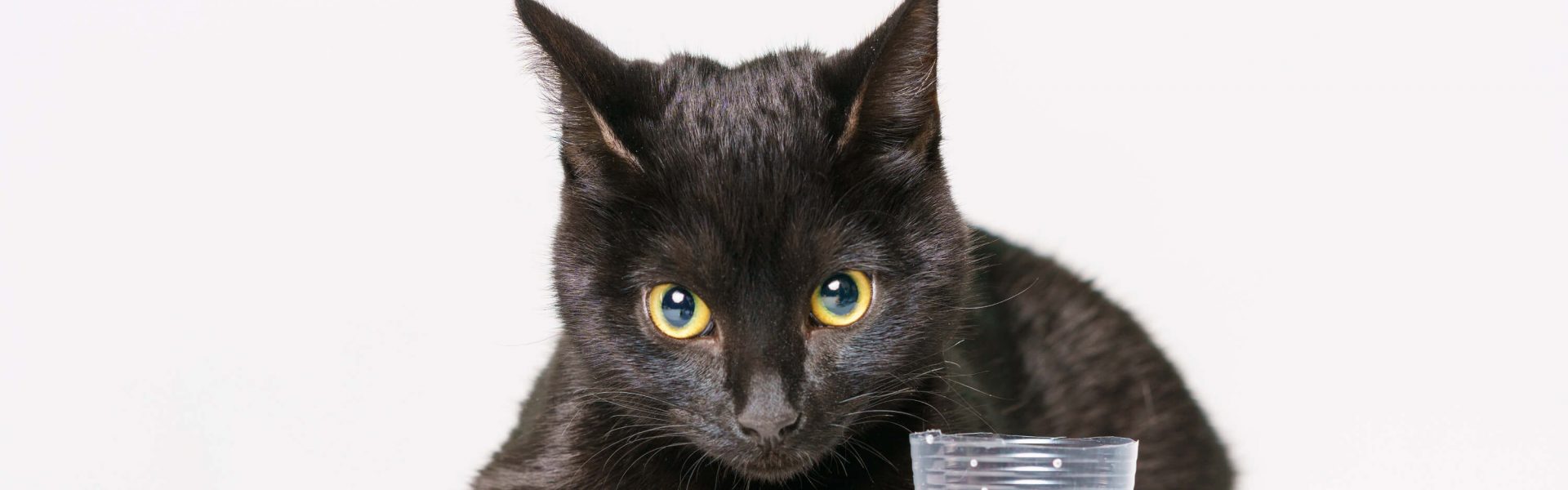 Katze trinkt nicht das Trinkverhalten Deiner Katze verstehen Cat’s Best