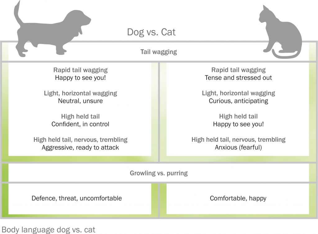Understanding cat language how to interpret your cat's behaviour