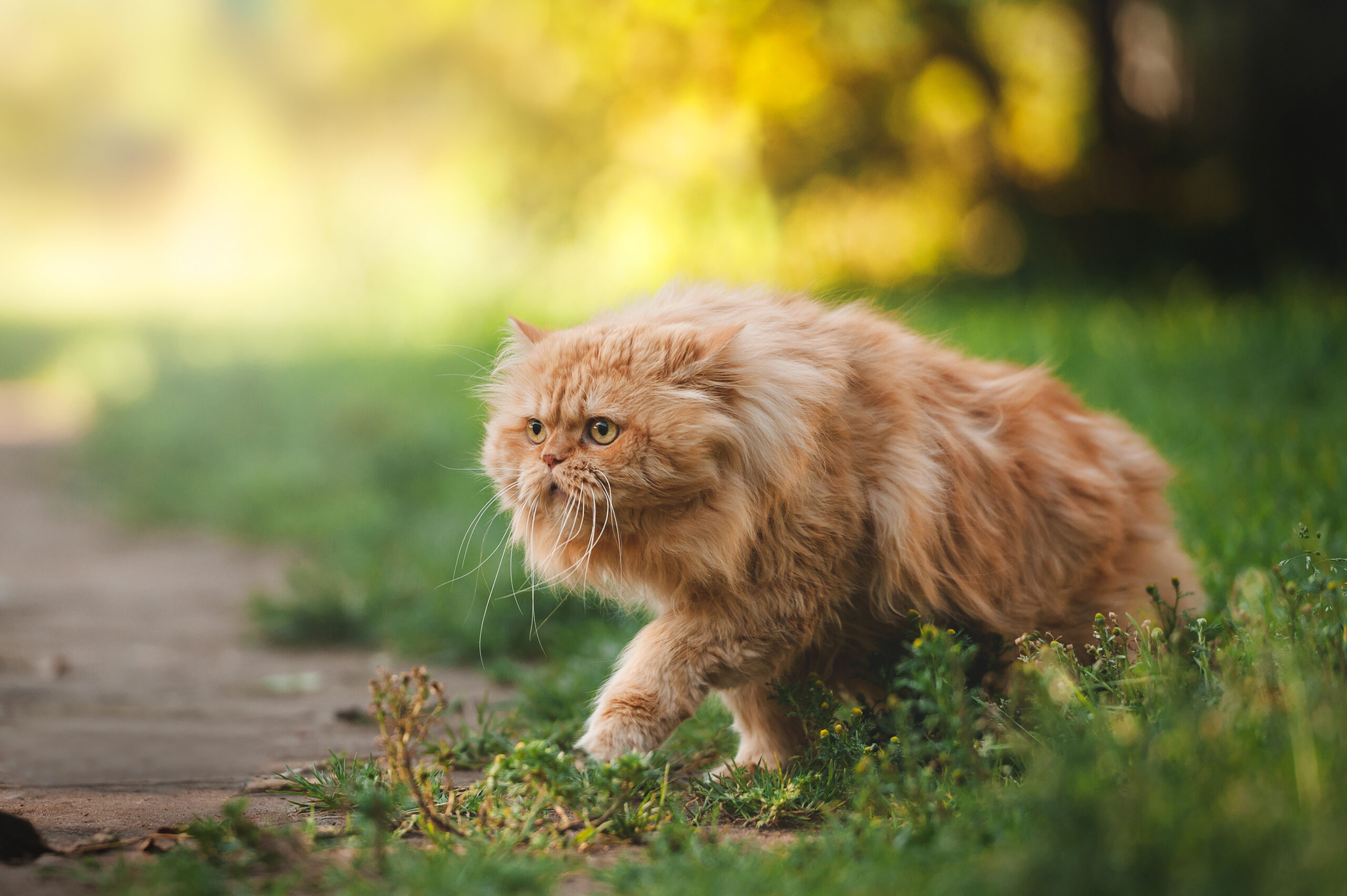 ペルシャ Cat’s Best