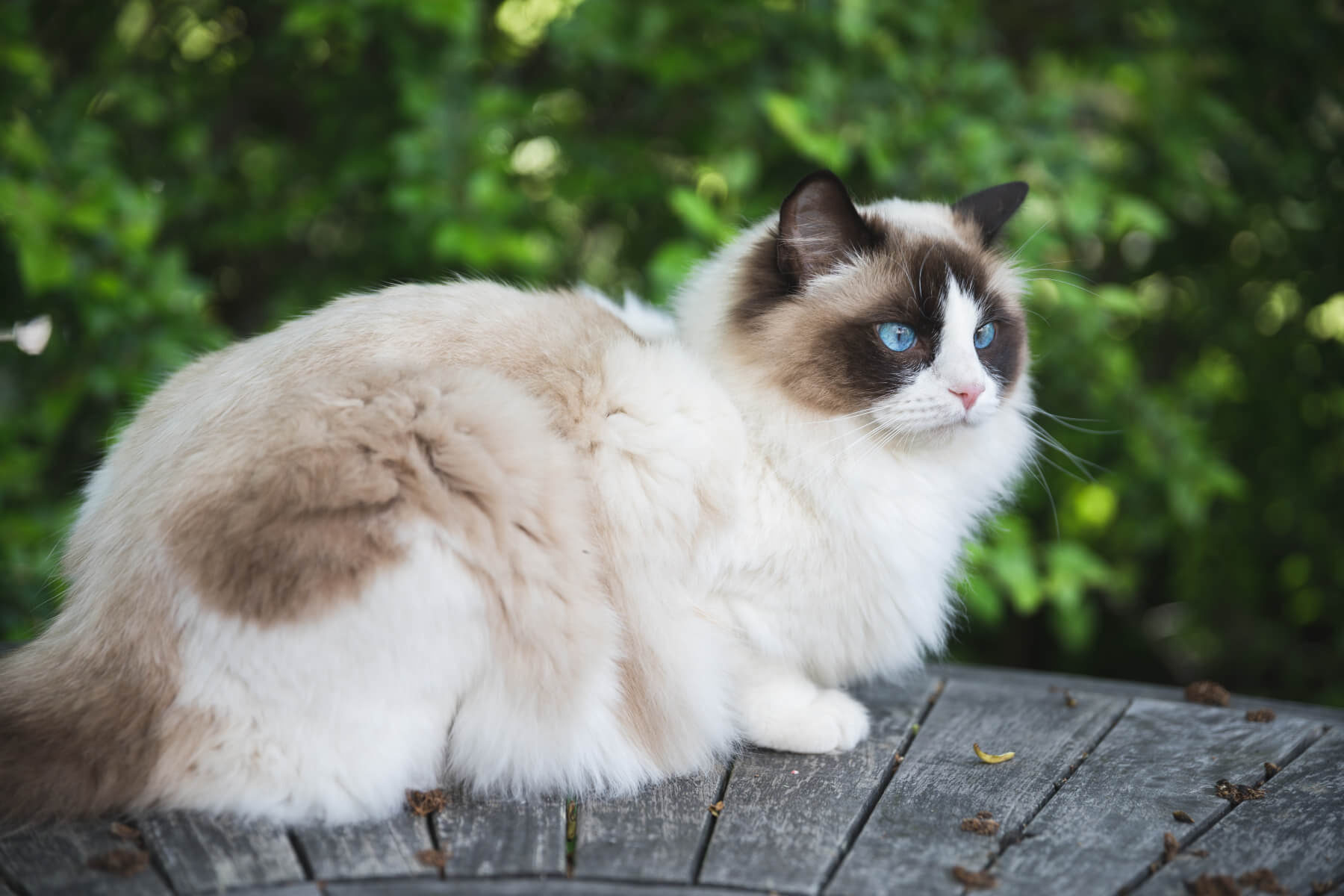 Ragdoll Cat s Best