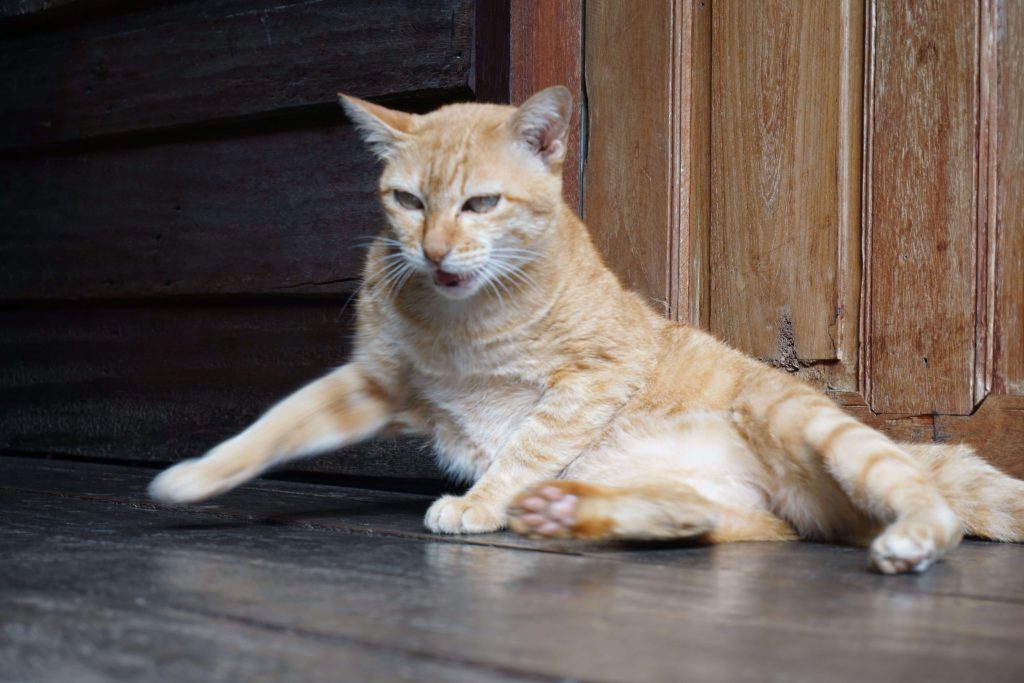 Katze sitzt mit ungewöhnlicher Kopf- und Körperhaltung