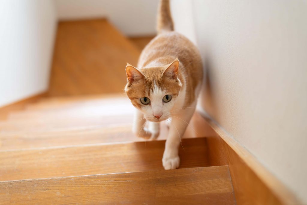 Katze läuft vorsichtig eine Treppe hinauf 