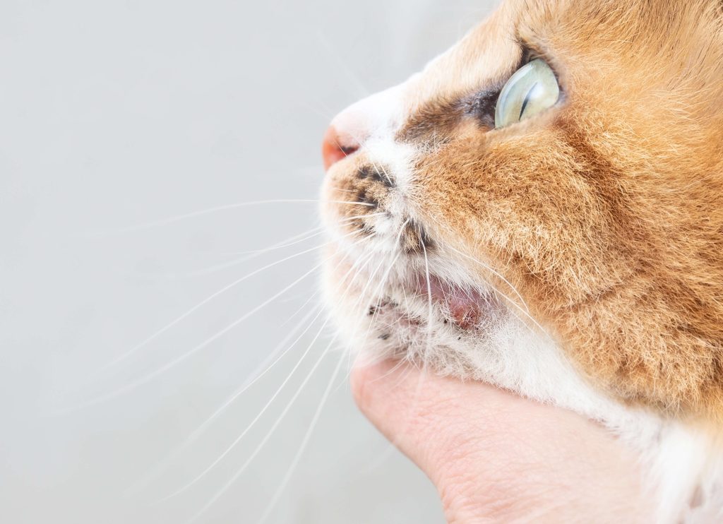 Katze mit Hautveränderung am Kinn, die vorsichtig mit der Hand betrachtet wird.