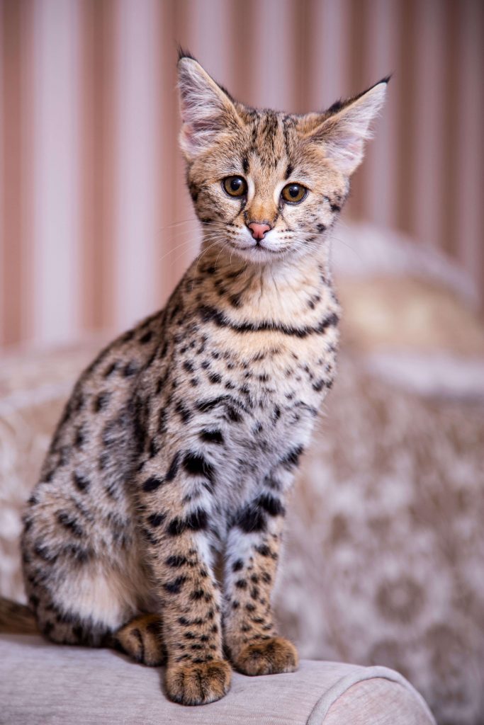 Besondere Katzen Kleinste Und Gr te Katze Der Welt Cat s Best