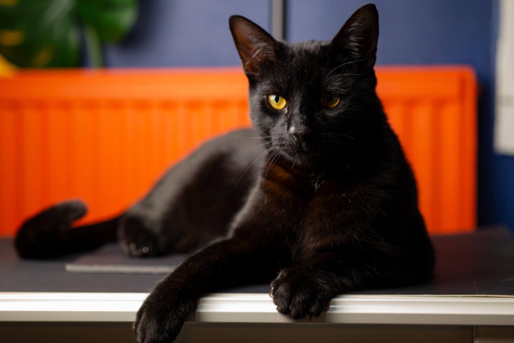 Schwarze Katze mit gelben Augen liegt vor einem orangefarbenen Hintergrund.