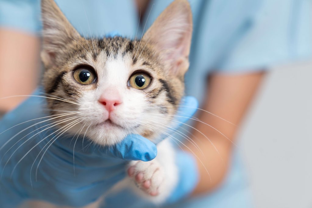 Tierärztliche Untersuchung einer jungen getigerten Katze in einer Praxis.