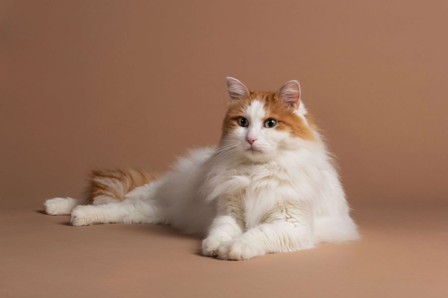 T rkisch Van Cat s Best t-rkisch-van-cat-s-best