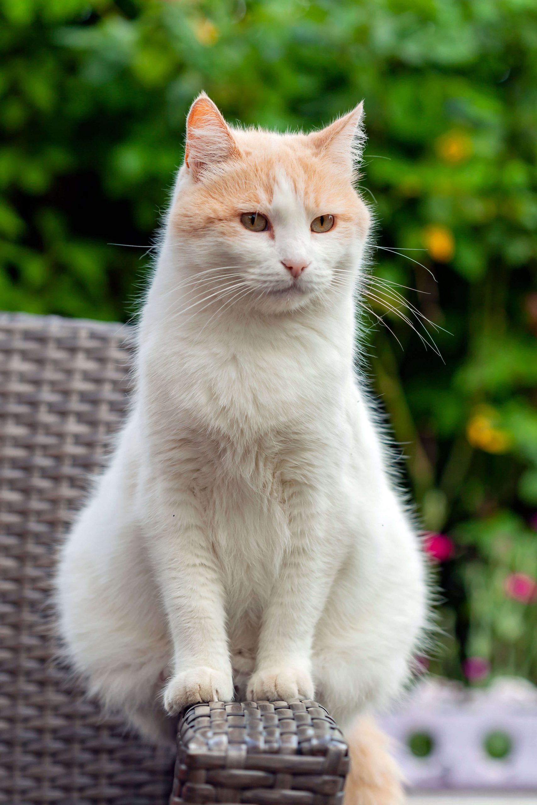 Türkisch Van Cat’s Best