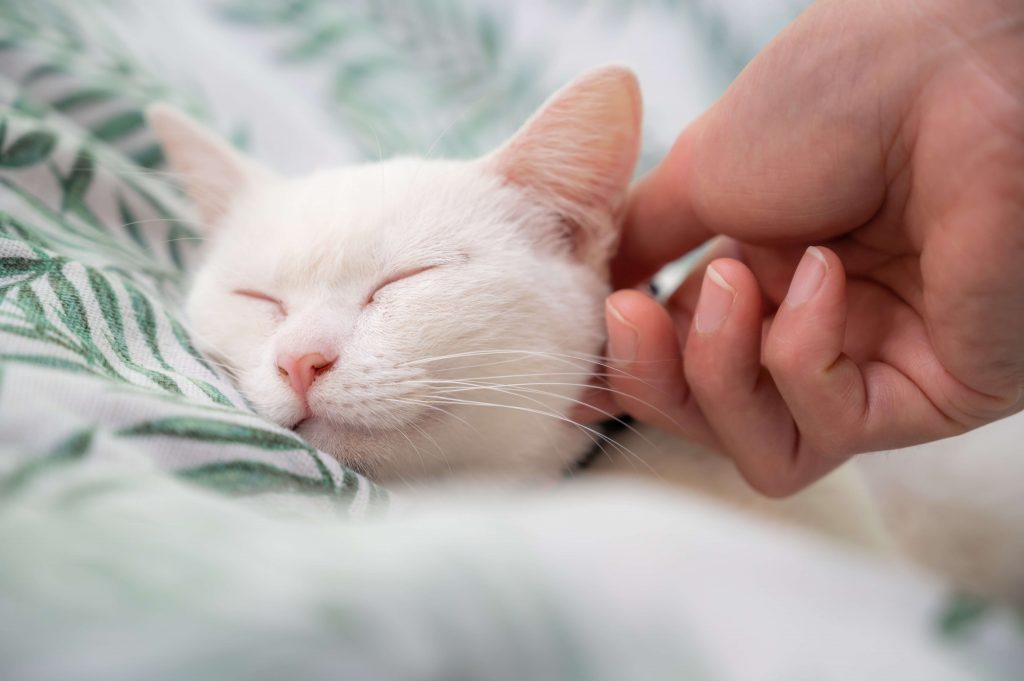Weiße Katze schläft entspannt auf gemusterter Decke, eine Hand streichelt sie sanft – Symbol für Erholung und Wohlbefinden