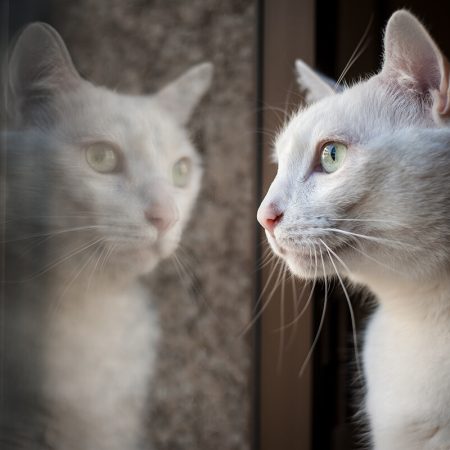 Tollwut ist selten – doch Wissen darüber schützt Katzen und Menschen.