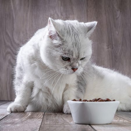 Unauffällig und leise – im Maulraum entwickeln sich Krankheiten oft unbemerkt.