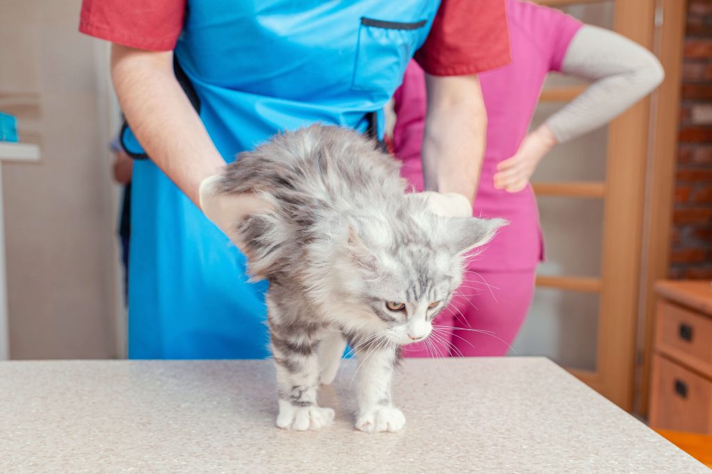 Tierarzt untersucht eine Katze auf dem Behandlungstisch in der Praxis 