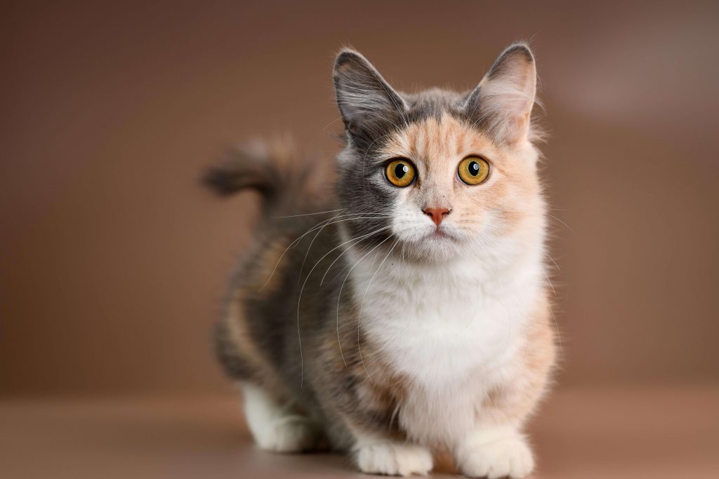 Lilieput" - die kleinste Katze der Welt.