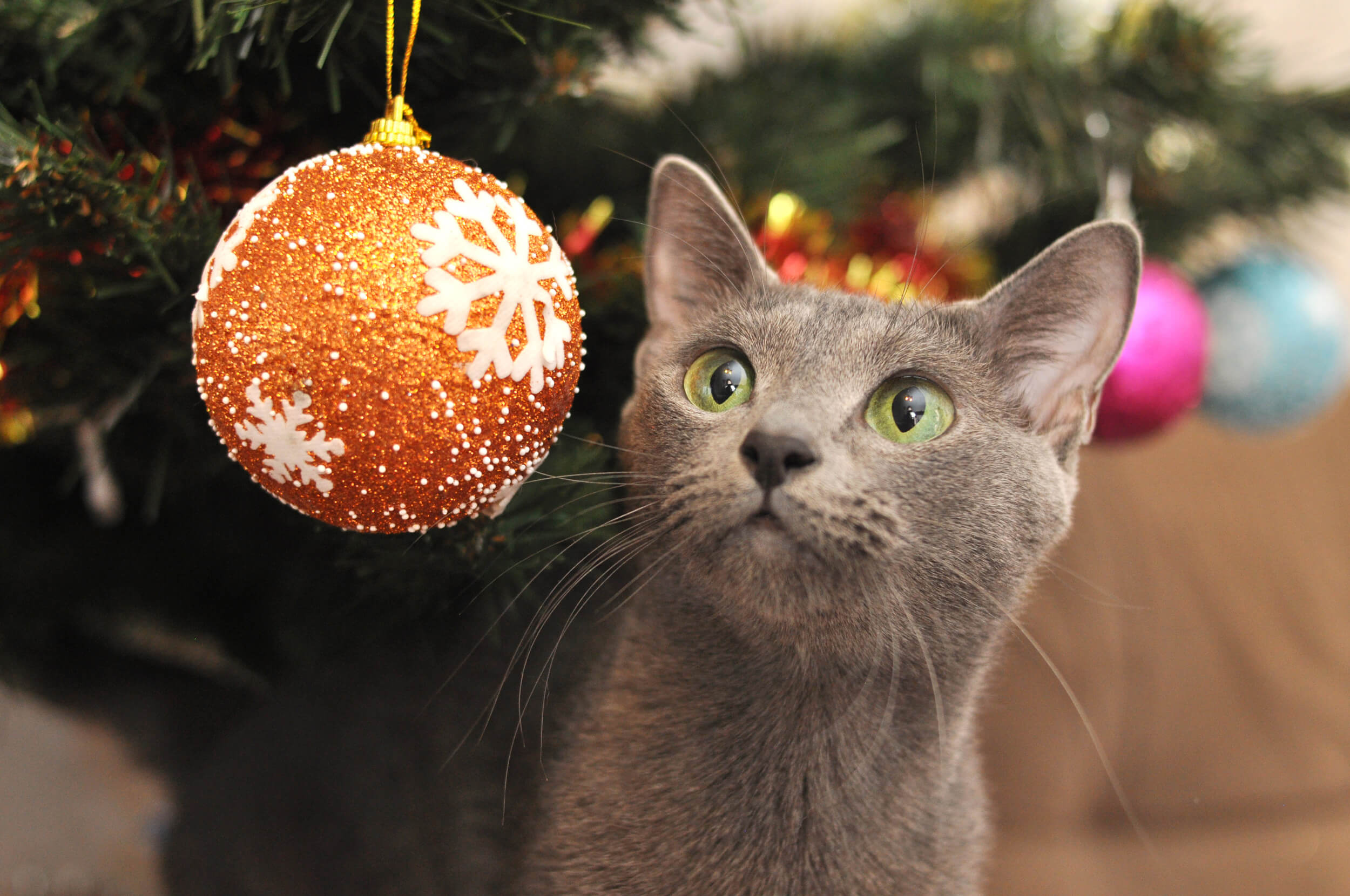 Tipps fr ein besinnliches Weihnachten mit Katze | Cat's Best