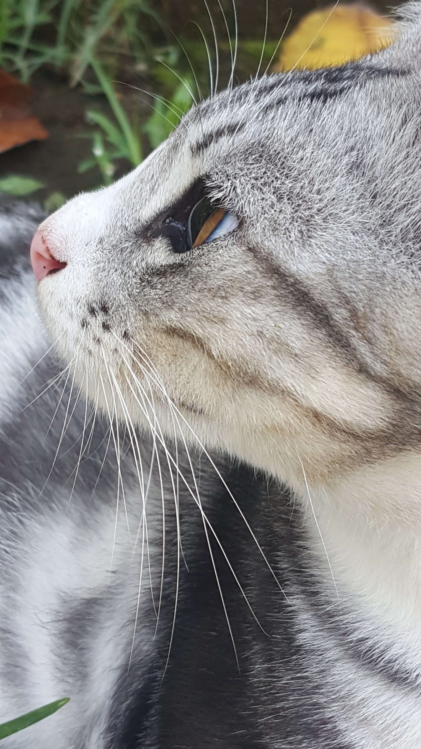 Die Schnurrhaare der Katzen Cat’s Best