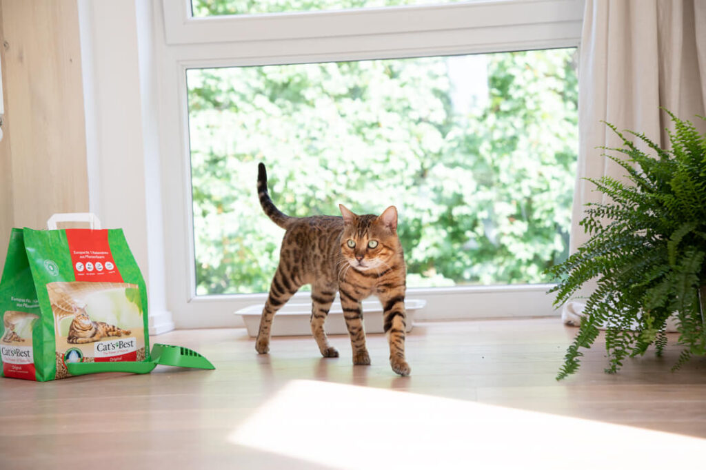 Katze An Geschlossenes Katzenklo Gewöhnen