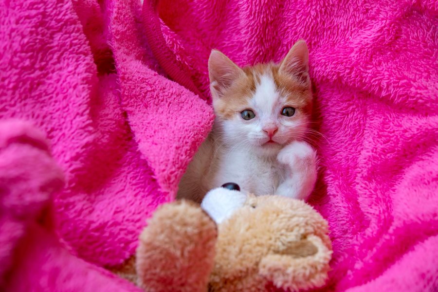 Katzen mit DownSyndrom gibt es das? Cat’s Best