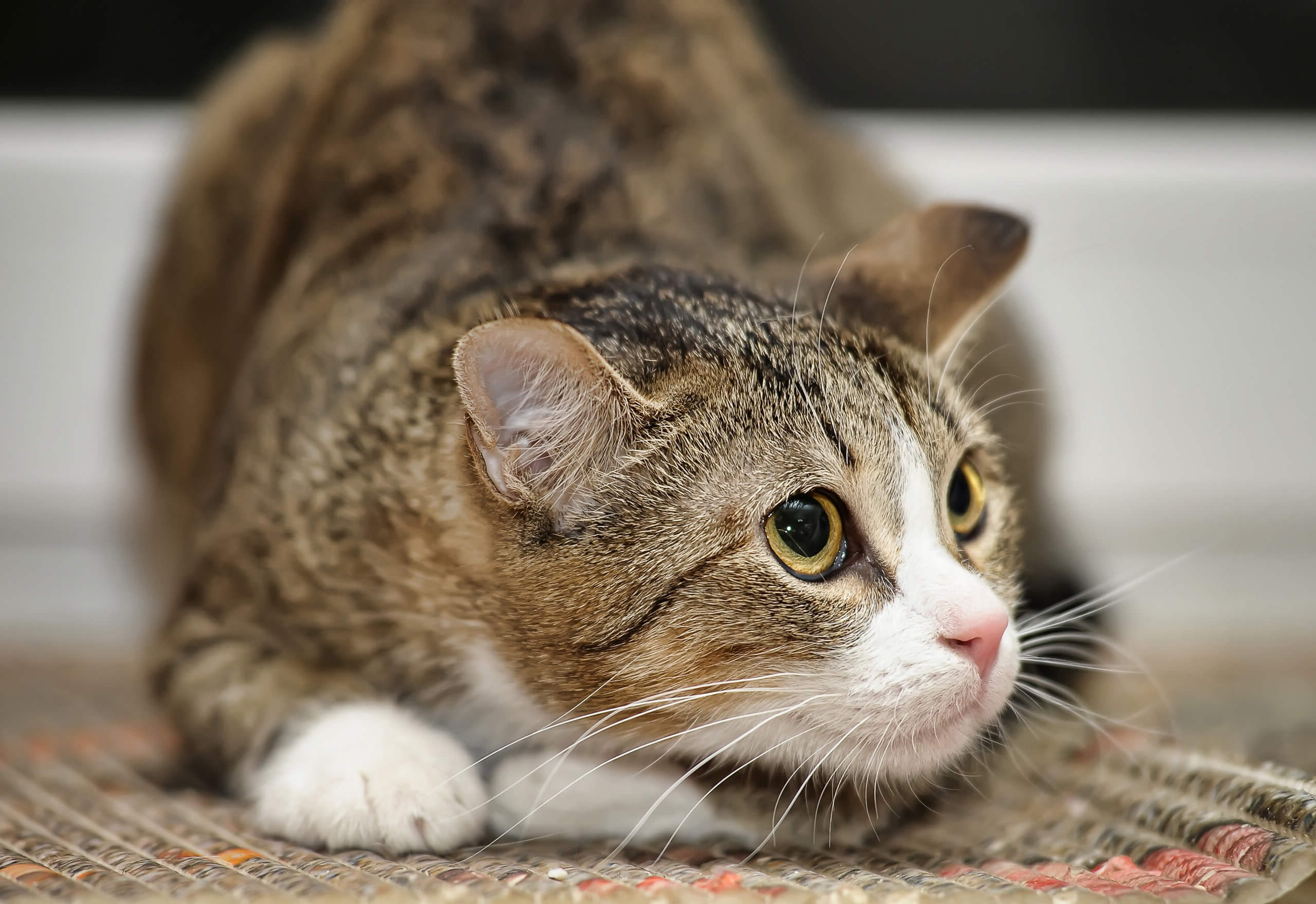 Was Machen Freigänger Katzen Den Ganzen Tag