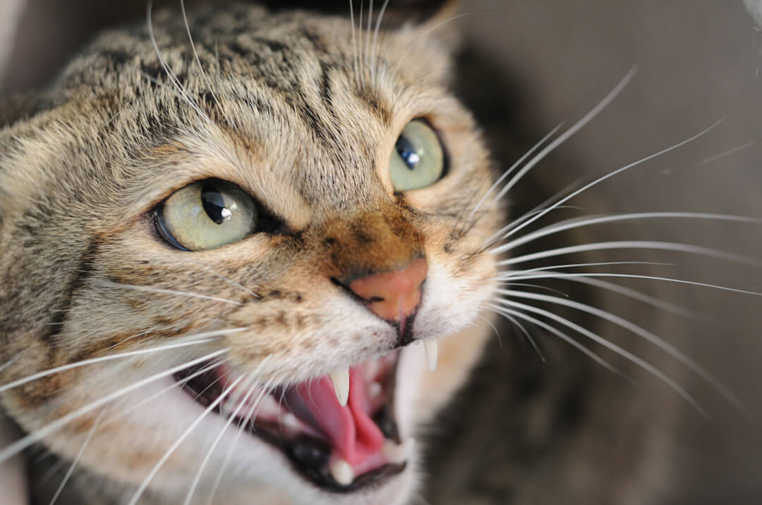 Wie werden ängstliche Katzen zutraulich? Cat’s Best