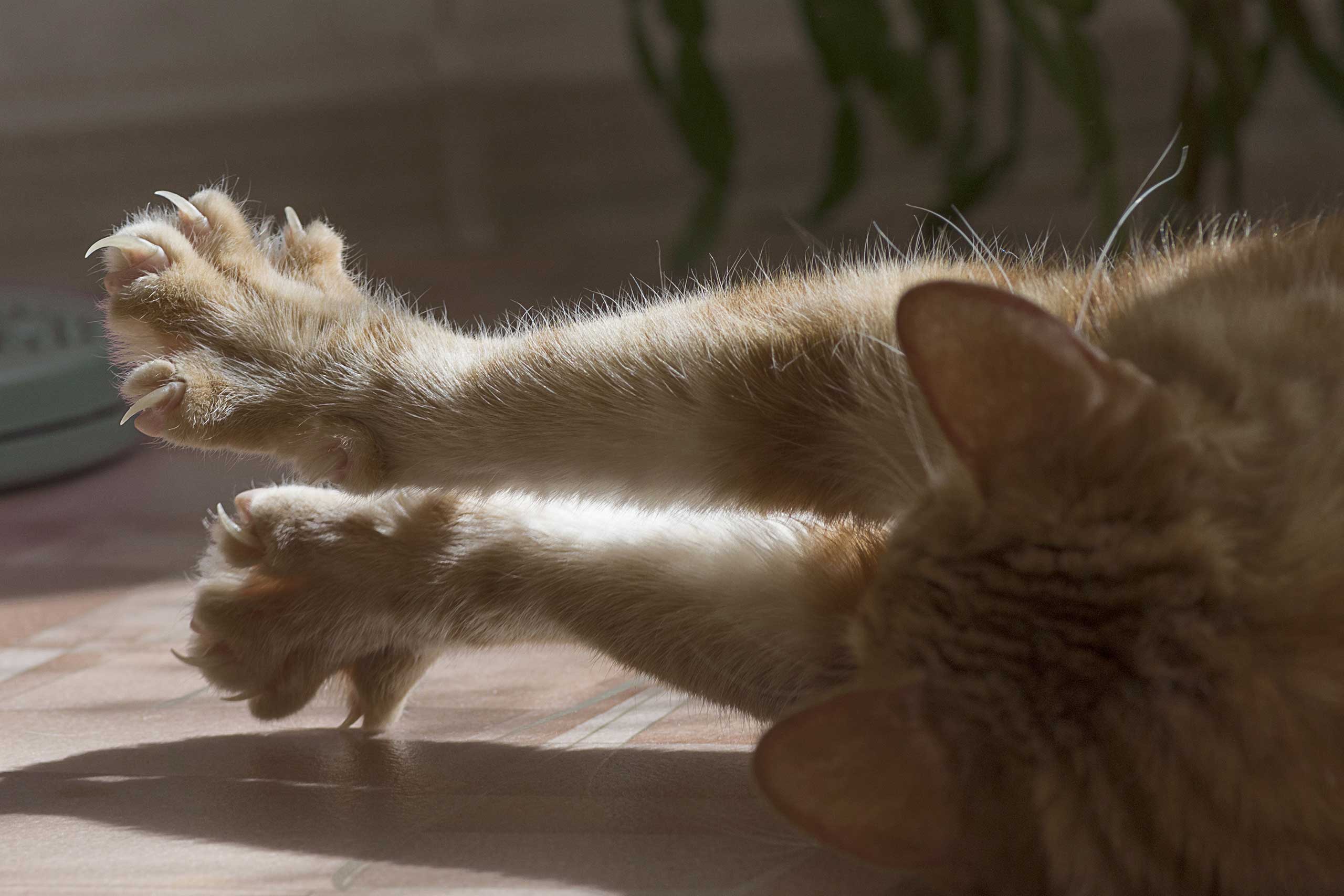 Warum Kratzen Katzen Menschen