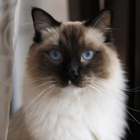 Thai Ragdoll Katzen